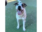 Adopt Mera a White Border Terrier / Mixed dog in El Paso, TX (38741187)