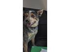 Adopt Meesa a Black Australian Cattle Dog / Mixed dog in El Paso, TX (38740937)