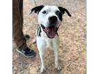 Adopt Chanchito a Black American Pit Bull Terrier / Mixed dog in El Paso