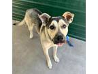 Adopt Brucie a Tan/Yellow/Fawn German Shepherd Dog / Mixed dog in El Paso