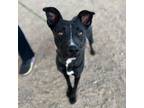 Adopt Boba a Black American Pit Bull Terrier / Mixed dog in El Paso
