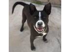 Adopt blue cheese a Black Pit Bull Terrier / Mixed dog in El Paso, TX (38740636)