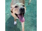 Adopt Andrea a Red/Golden/Orange/Chestnut Border Terrier / Mixed dog in El Paso