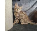 Adopt Ms. Beasley a Brown Tabby Tabby (short coat) cat in Sherman Oaks
