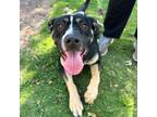 Adopt Tea a Black German Shepherd Dog / Mixed dog in El Paso, TX (38740561)