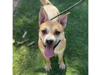 Adopt Sprite a Tan/Yellow/Fawn Border Terrier / Mixed dog in El Paso
