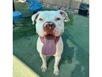 Adopt Silver a White Pit Bull Terrier / Mixed dog in El Paso, TX (38741261)