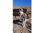 Adopt Shadow a Black Siberian Husky / Mixed dog in El Paso, TX (38741257)