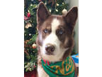 Adopt Kodiak a Brown/Chocolate Husky / Mixed dog in Victoria, TX (38854611)