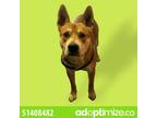 Adopt Adopt or Foster Me a Tan/Yellow/Fawn Carolina Dog / Mixed dog in El Paso
