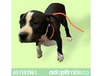 Adopt Adopt or Foster Me a Black American Pit Bull Terrier / Mixed dog in El