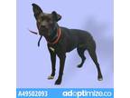 Adopt OREO a Black Retriever (Unknown Type) / Mixed dog in El Paso