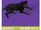 Adopt Lucky a Black Shar Pei / Mixed dog in El Paso, TX (38741283)