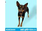 Adopt Lucky a Black Border Terrier / Mixed dog in El Paso, TX (38741168)