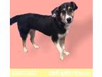 Adopt Lucas a Black Shepherd (Unknown Type) / Mixed dog in El Paso