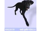 Adopt Adopt or Foster Me a Black Labrador Retriever / Mixed dog in El Paso