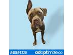 Adopt Adopt Or Foster Me a Tan/Yellow/Fawn American Pit Bull Terrier / Mixed dog