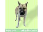 Adopt Adopt Or Foster Me a Tan/Yellow/Fawn Akita / Shepherd (Unknown Type) /
