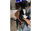 Adopt 52758173 a Black Border Terrier / Mixed dog in El Paso, TX (38740928)