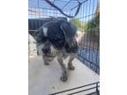Adopt 52445882 a Black Shih Tzu / Mixed dog in El Paso, TX (38740923)