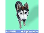 Adopt Adopt Or Foster Me a Black Husky / Mixed dog in El Paso, TX (38740506)
