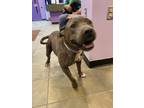 Adopt coco a Gray/Blue/Silver/Salt & Pepper American Pit Bull Terrier / Mixed