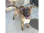 Adopt Pink Flamingo a Brindle Border Terrier / Mixed dog in El Paso