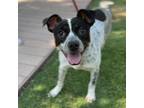 Adopt Spottie Dottie a White Border Terrier / Mixed dog in El Paso