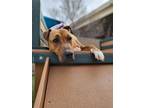 Adopt Liz a Brown/Chocolate Shar Pei / Mixed dog in El Paso, TX (38740441)
