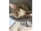 Adopt Shark a Brown or Chocolate Domestic Shorthair / Domestic Shorthair / Mixed