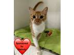 Adopt Gingersnap a Orange or Red (Mostly) Domestic Shorthair / Mixed cat in San