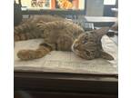 Adopt Baby a Gray, Blue or Silver Tabby Domestic Shorthair cat in Whiteville