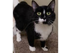 Adopt Meister a All Black Domestic Shorthair / Domestic Shorthair / Mixed cat in