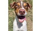 Adopt Hamm a White Pointer / Mixed dog in Victoria, TX (38854613)