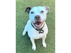 Adopt Sadie a White American Pit Bull Terrier / Mixed dog in Jacksonville