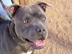 Adopt Ash a Gray/Blue/Silver/Salt & Pepper Mixed Breed (Large) / Mixed dog in