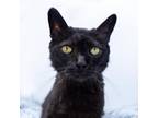 Adopt Sebastian a All Black Domestic Shorthair / Mixed cat in Durham