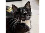 Adopt Qwerty 22 a All Black Domestic Shorthair / Mixed cat in Austin