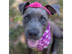 Adopt Sunny a Gray/Silver/Salt & Pepper - with Black Pit Bull Terrier / Mixed