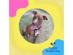 Adopt Red a Mixed Breed (Medium) / Mixed dog in Cumberland, RI (38568855)