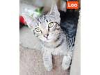 Adopt Leo a All Black Domestic Shorthair / Domestic Shorthair / Mixed cat in