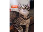 Adopt Oakley a Gray or Blue Domestic Shorthair / Domestic Shorthair / Mixed cat