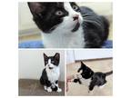 Adopt Emory a Black & White or Tuxedo Domestic Shorthair cat in Wake Forest