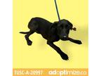 Adopt Gigi a Brown/Chocolate Hound (Unknown Type) / Mixed dog in Tuscaloosa