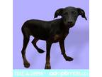 Adopt Smoochie a Black Miniature Pinscher / Hound (Unknown Type) / Mixed dog in