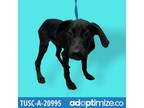 Adopt Waldo a Black Hound (Unknown Type) / Mixed dog in Tuscaloosa