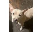 Adopt Sugar Bear a Tan/Yellow/Fawn Pit Bull Terrier / Mixed dog in Woodbridge