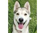 Adopt Azealia a White Husky / Mixed dog in Wenatchee, WA (38570808)