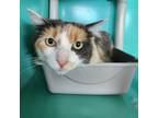 Adopt Callie a Calico or Dilute Calico Domestic Mediumhair / Mixed cat in