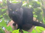 Adopt Starlight a Black (Mostly) American Shorthair / Mixed (short coat) cat in